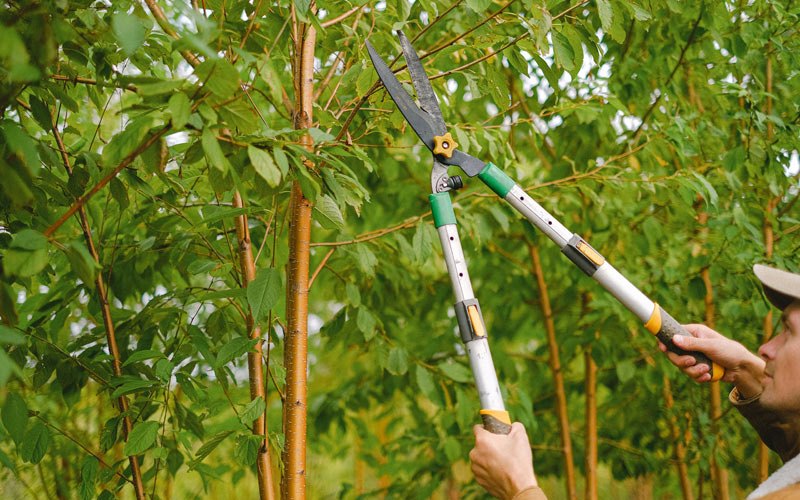 Tree trimming in Trenton, KY